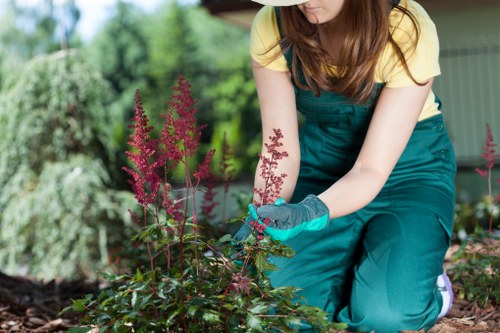 Seasonal hedge maintenance in a Sydenham backyard